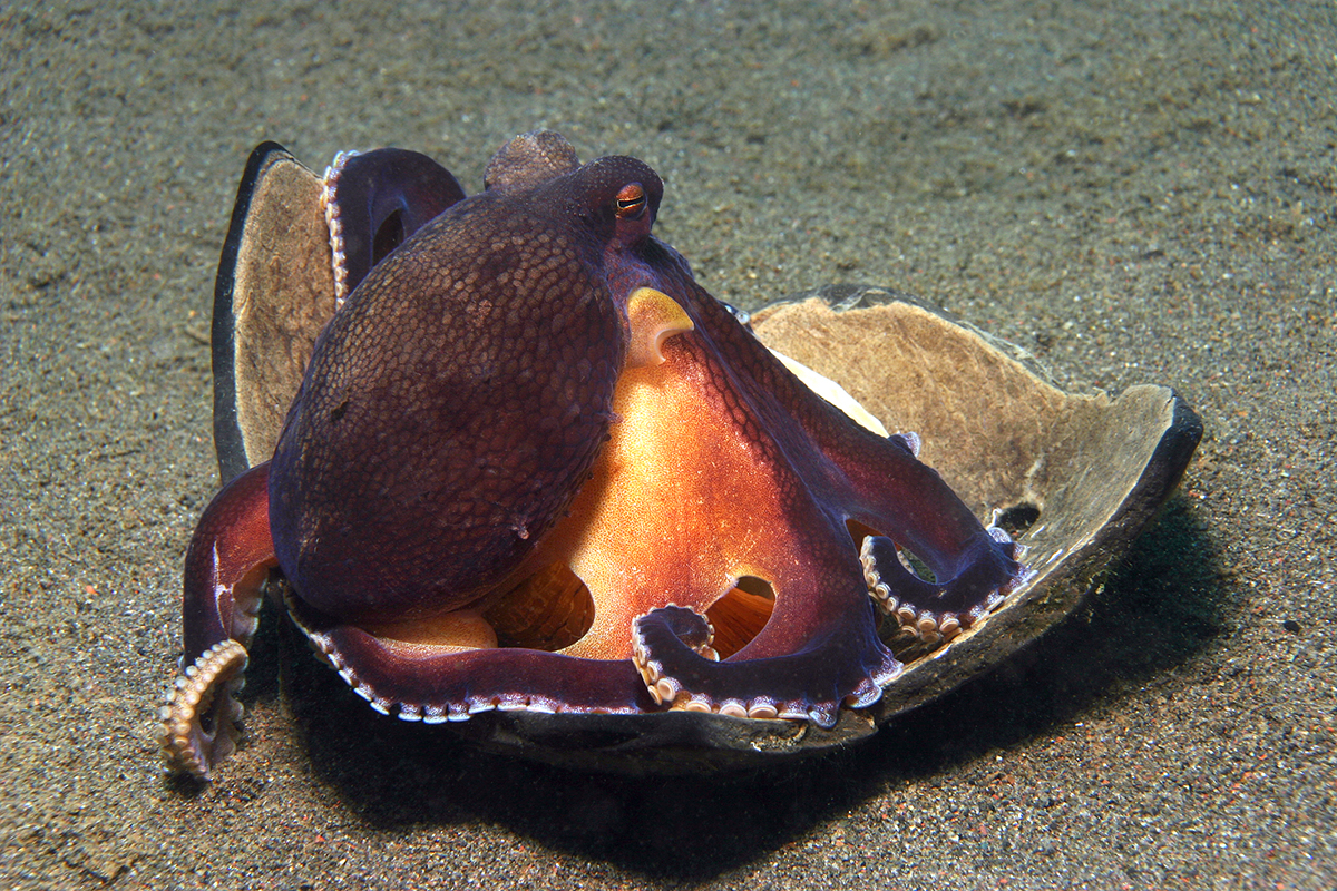 Meet the Mollusks of Raja Ampat