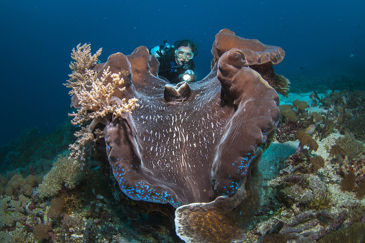 Meet the Mollusks of Raja Ampat