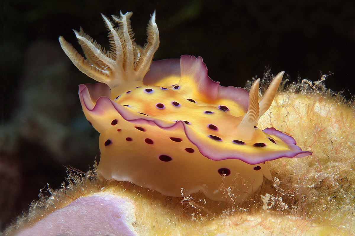 Meet the Mollusks of Raja Ampat