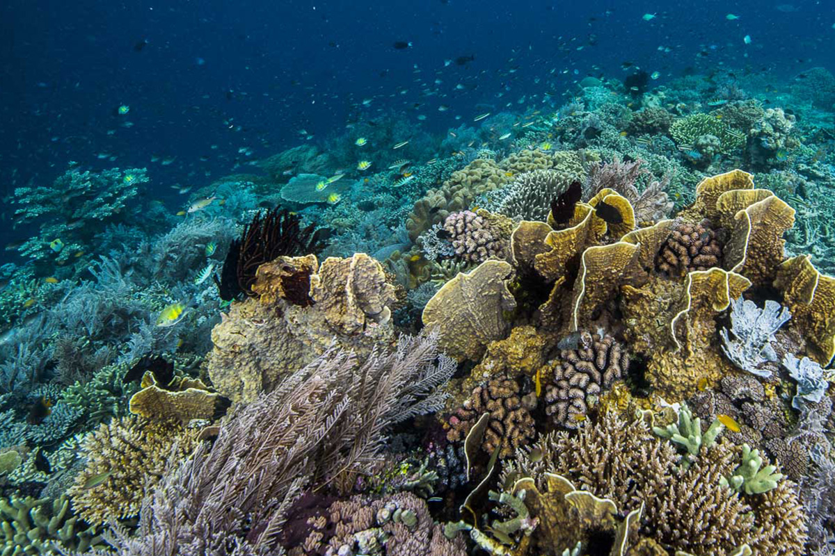 Why Are Coral Reefs so Important?