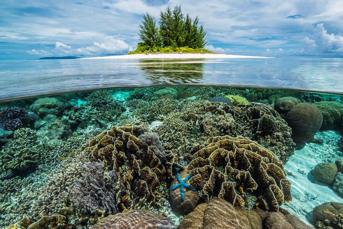 Conserve Marine Life while Diving in Raja Ampat