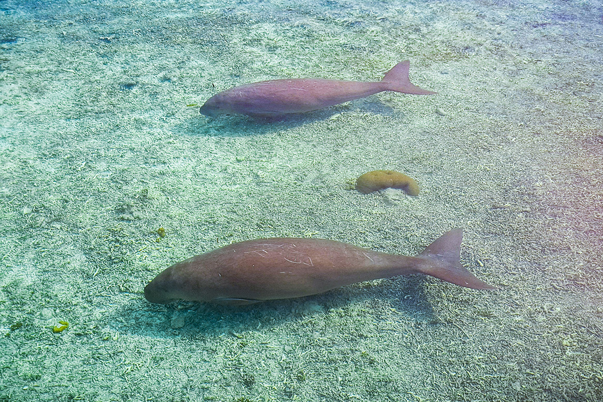 ugongs at Papua Paradise Eco Resort, Raja Ampat