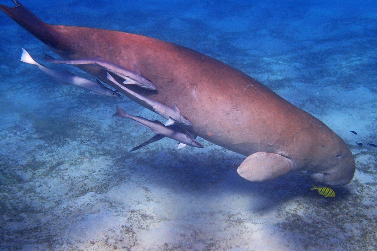 5 Fascinating Facts About Dugongs