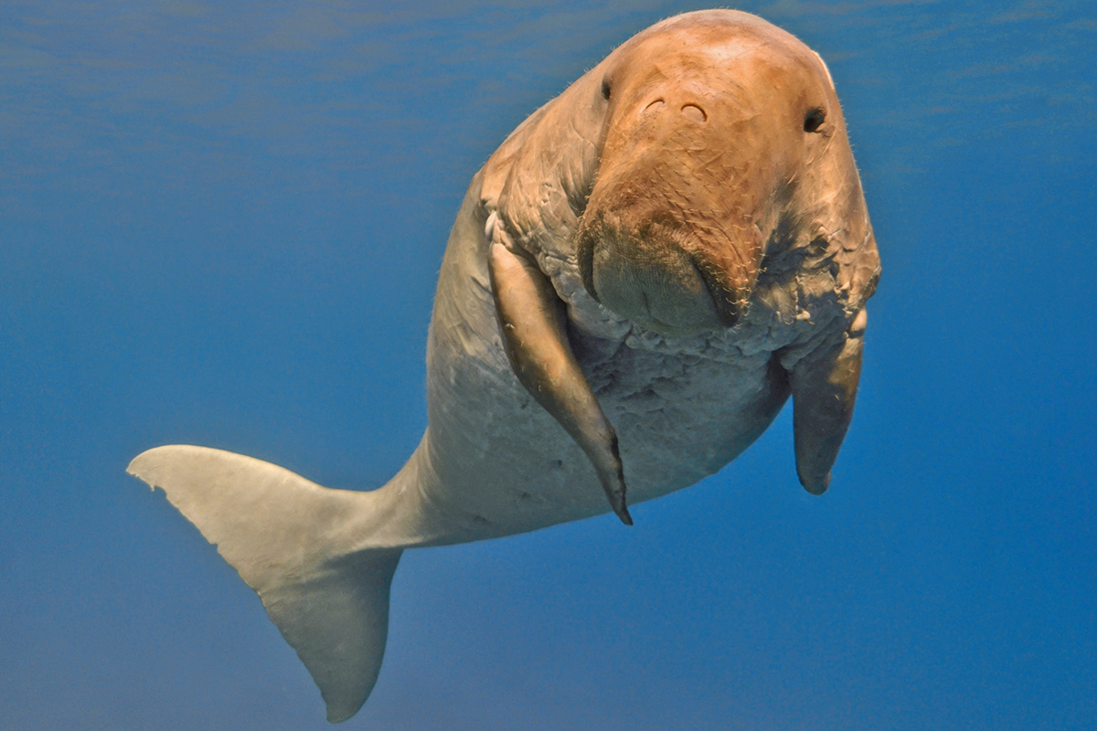 5 Fascinating Facts About Dugongs