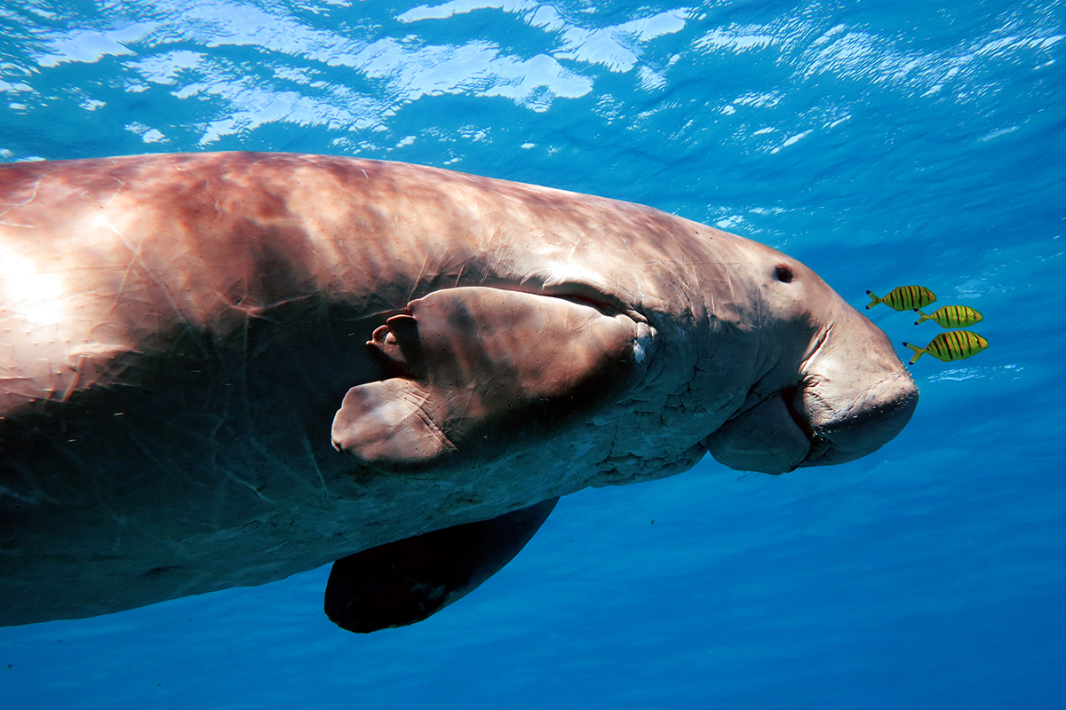  Searching for Dugongs in Raja Ampat