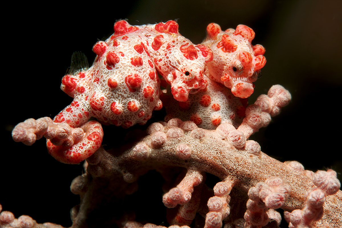 Meet the Pygmy Seahorses of Raja Ampat