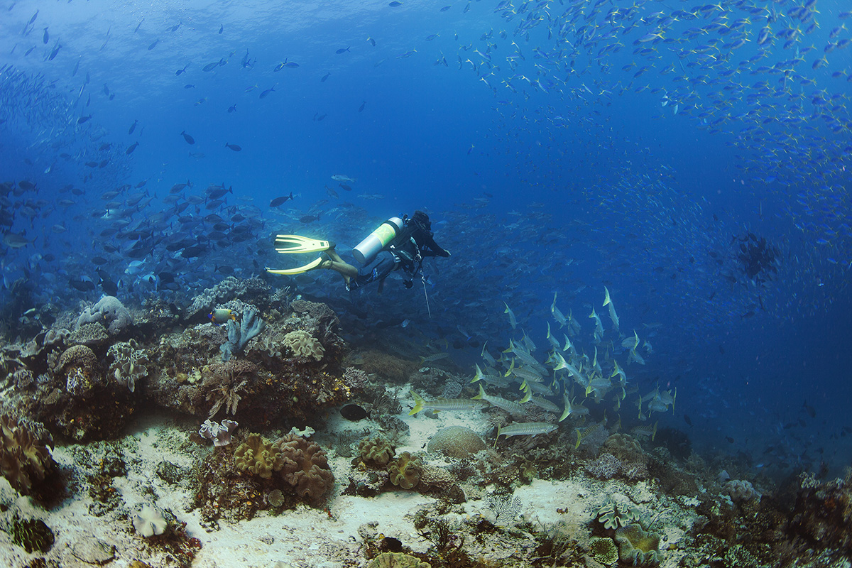 The Importance of Healthy Ears While Diving