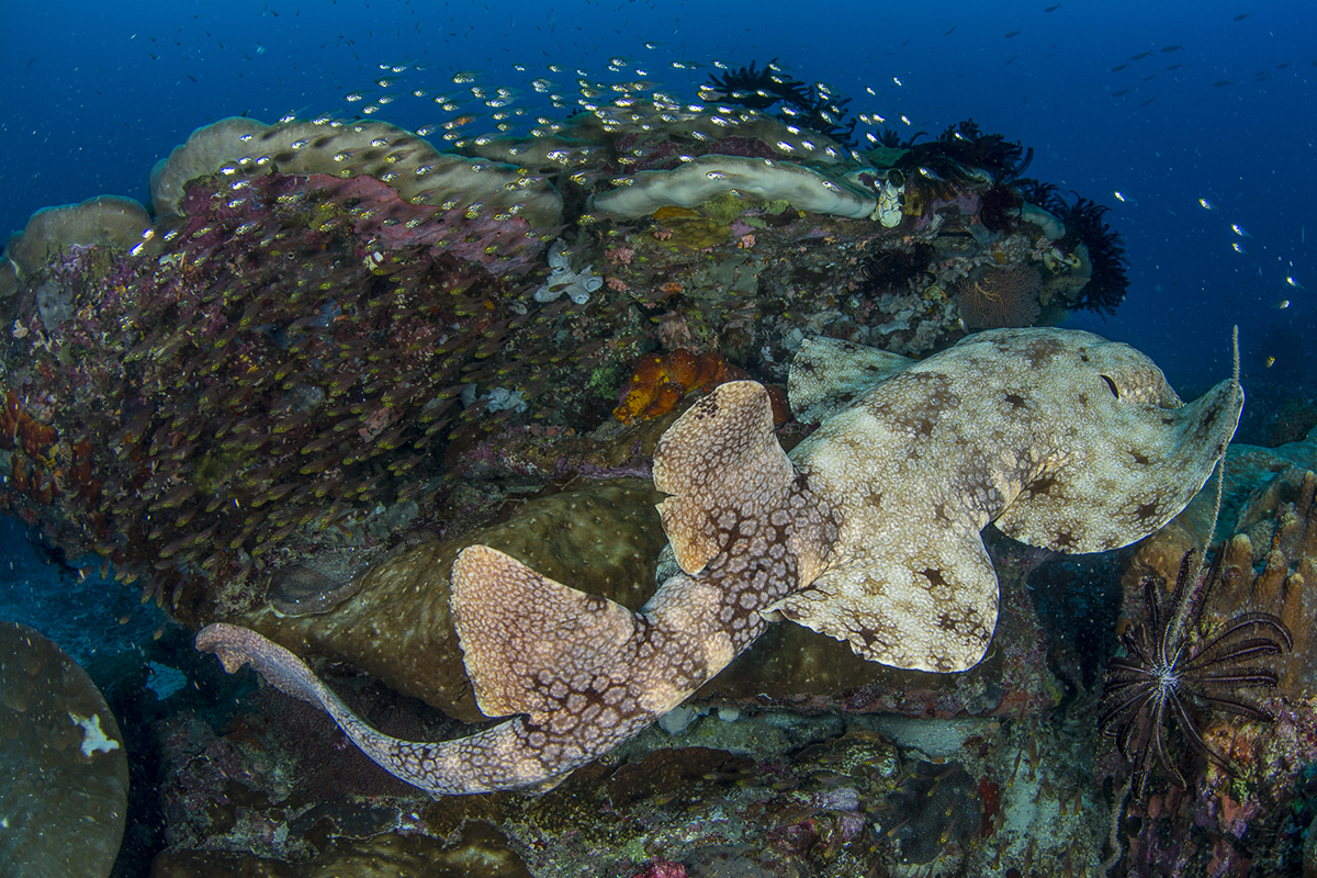 Diving with Wobbegong Sharks in Raja Ampat