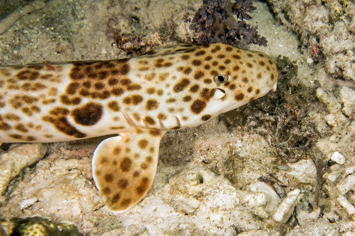 Diving with Epaulette Sharks in Raja Ampat