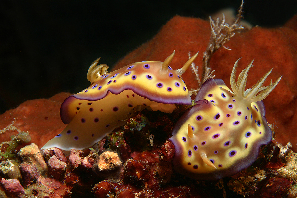 Meet the Mollusks of Raja Ampat