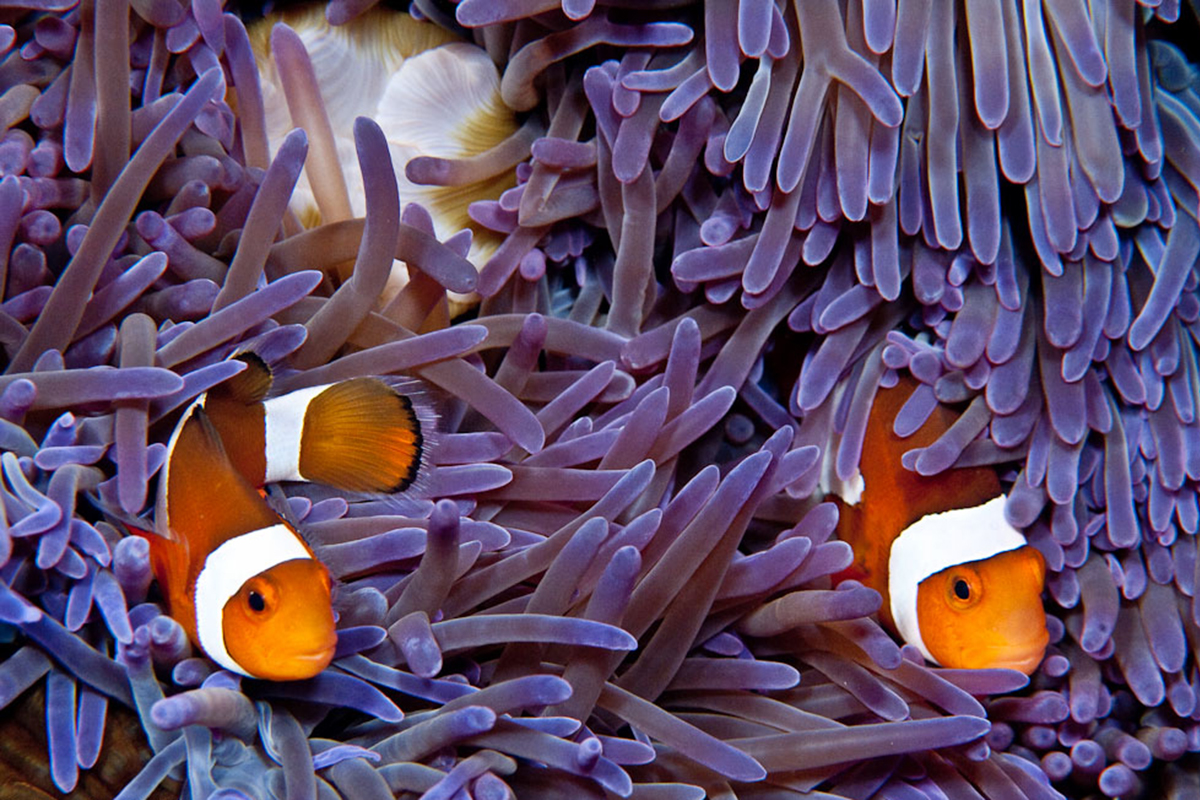 Clown fish and anemones at Papua Paradise in Raja Ampat