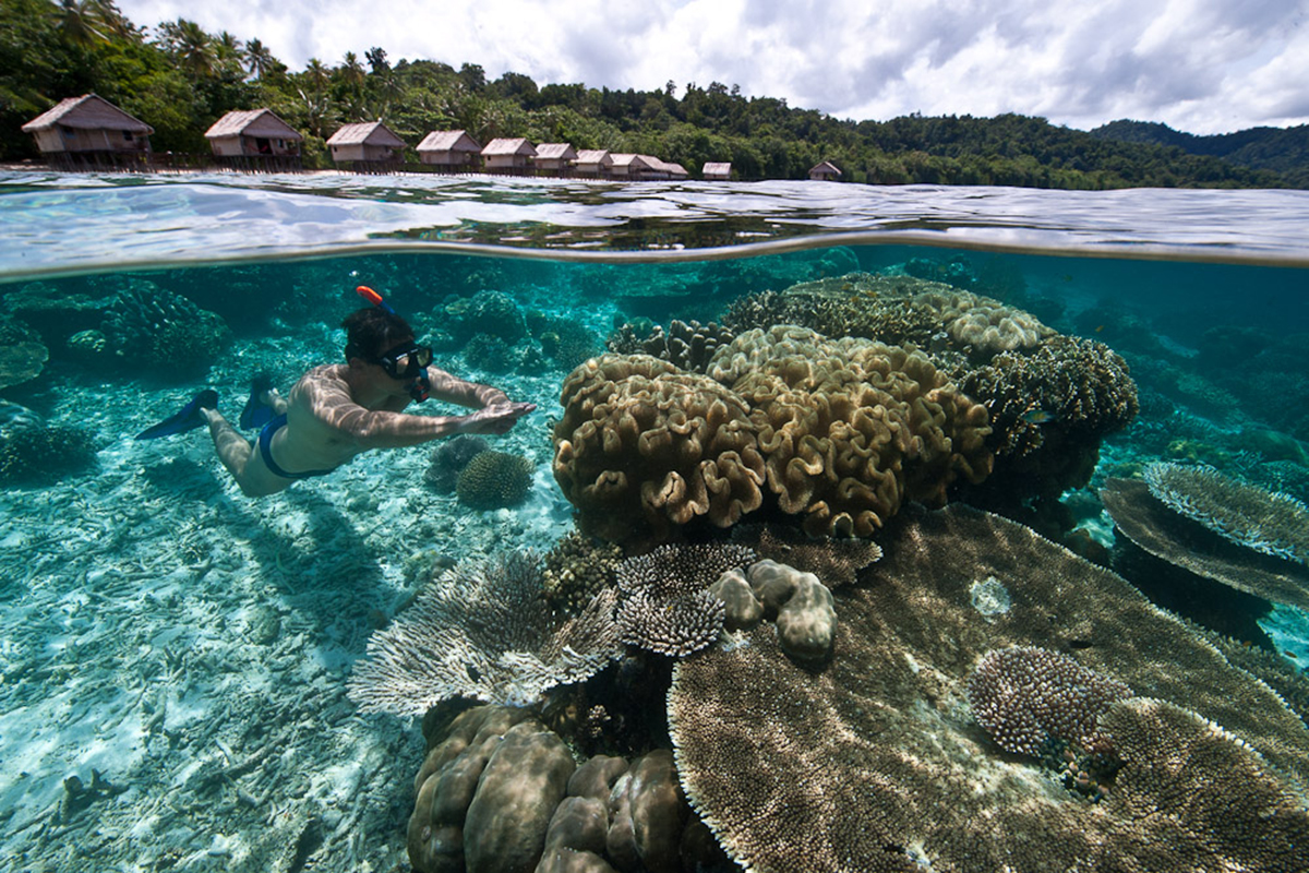 Hose Reef at Papua Paradise Eco Resort in Raja Ampat