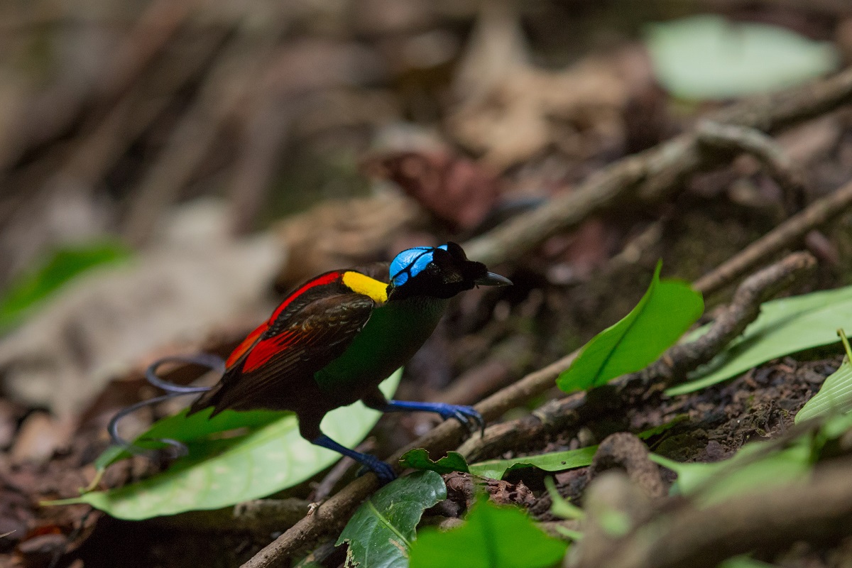 5 Facts about Raja Ampat’s Beautiful Birds of Paradise