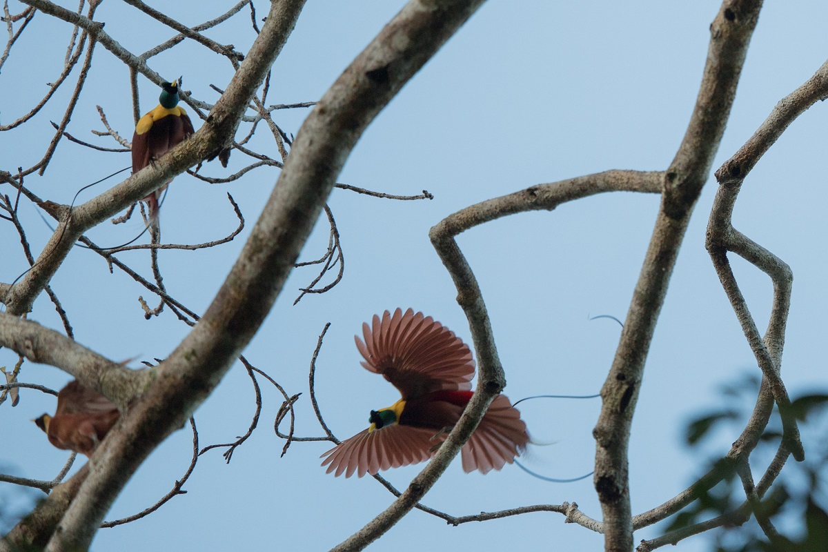 5 Facts about Raja Ampat’s Beautiful Birds of Paradise