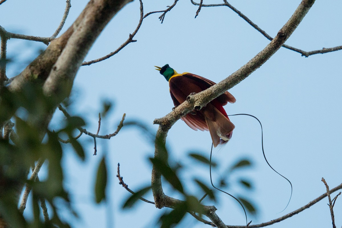 5 Facts about Raja Ampat’s Beautiful Birds of Paradise