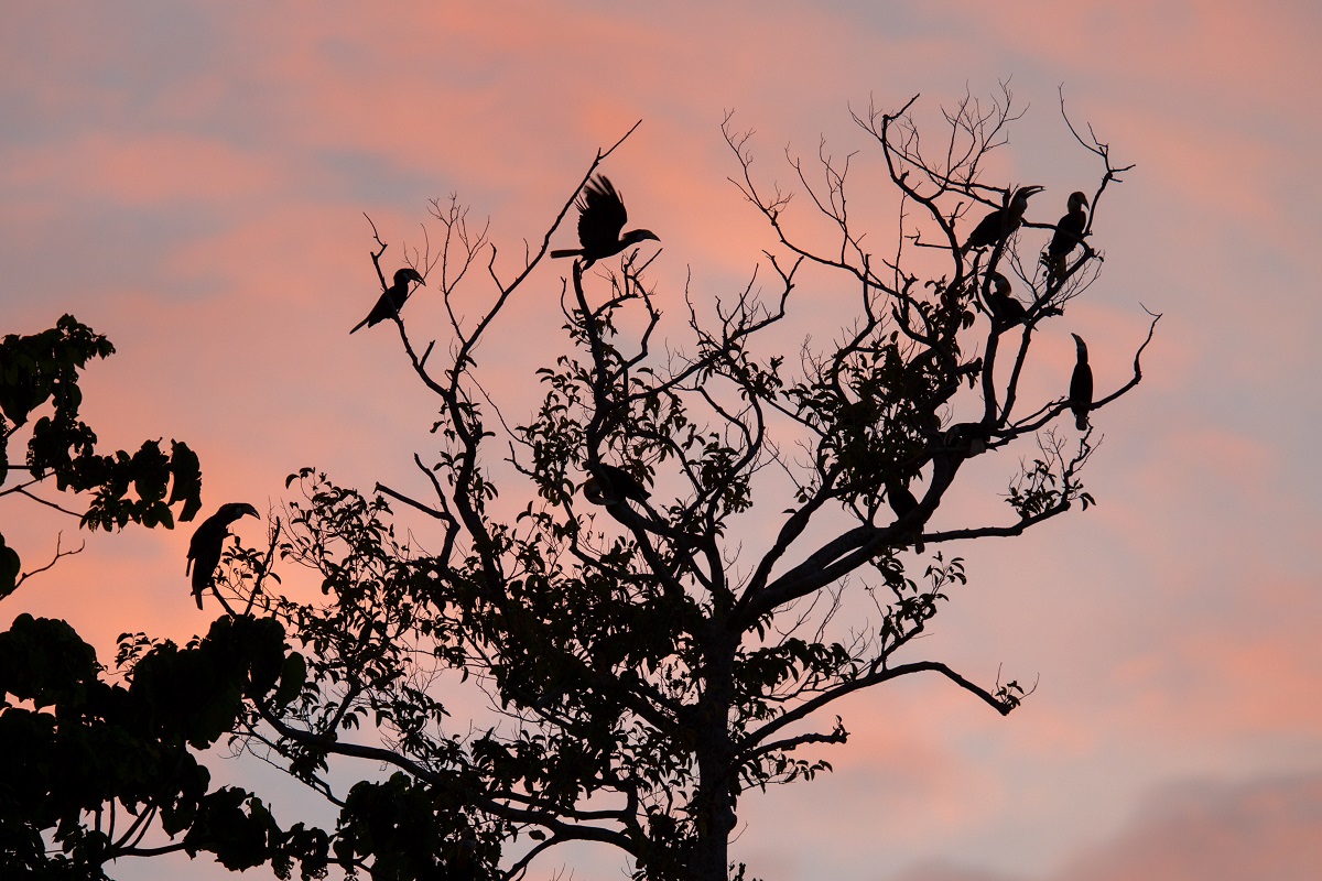 Kokomo: the Incredible Hornbills of Raja Ampat