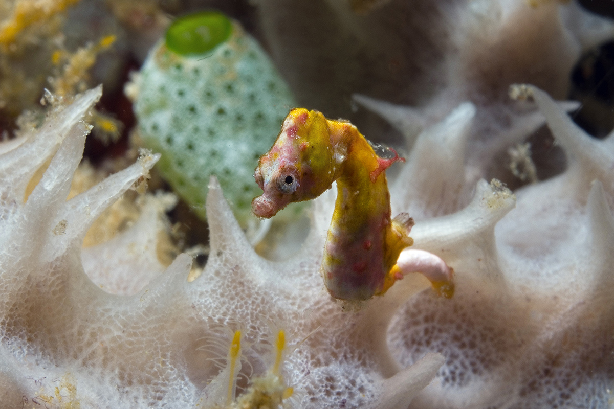 Meet the Pygmy Seahorses of Raja Ampat