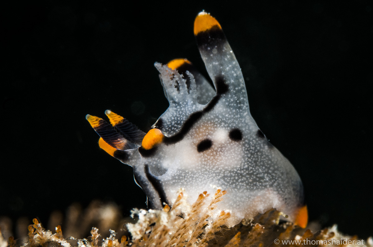 Diving Around Batanta Island in Raja Ampat