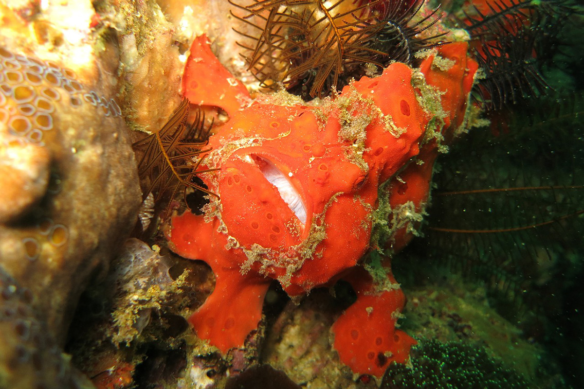 Diving Around Batanta Island in Raja Ampat