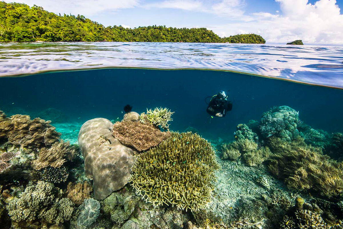 How Marine Evolution is on Show in Raja Ampat