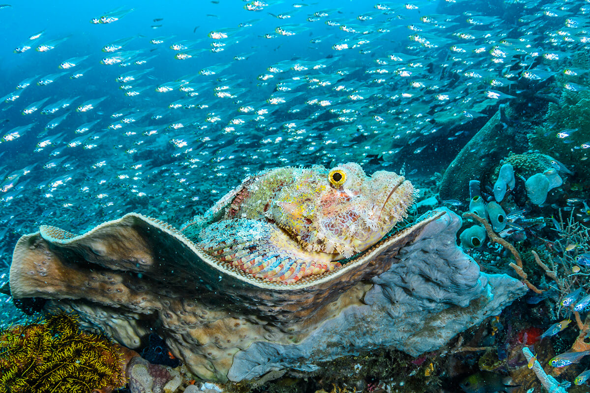 Learning About the Currents in Raja Ampat