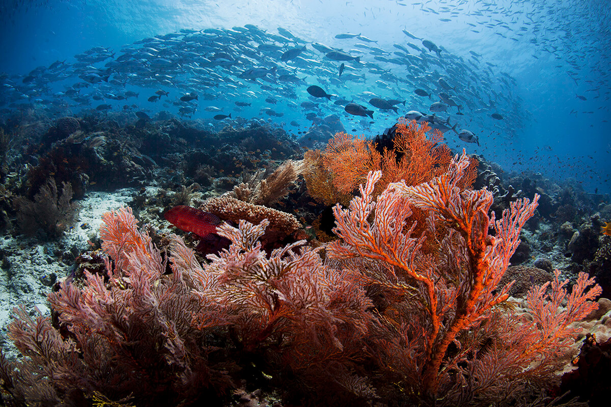 When is the Best Time to Dive in Raja Ampat?