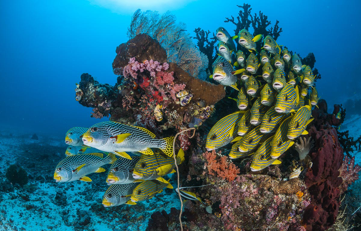 Diving in Raja Ampat with Papua Paradise Eco Resort